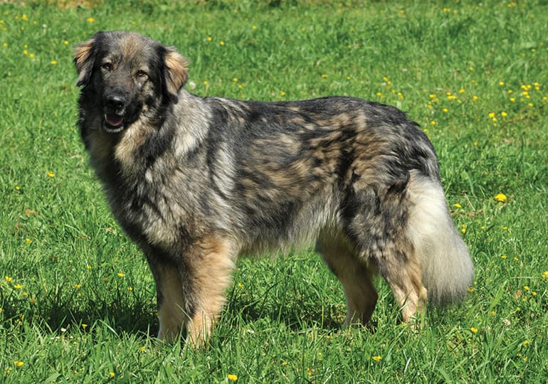 Caucasian Shepherd