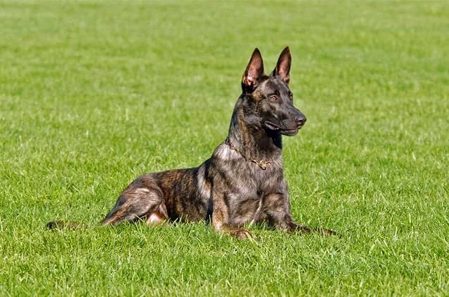 Dutch Shepherd Patrol Dog