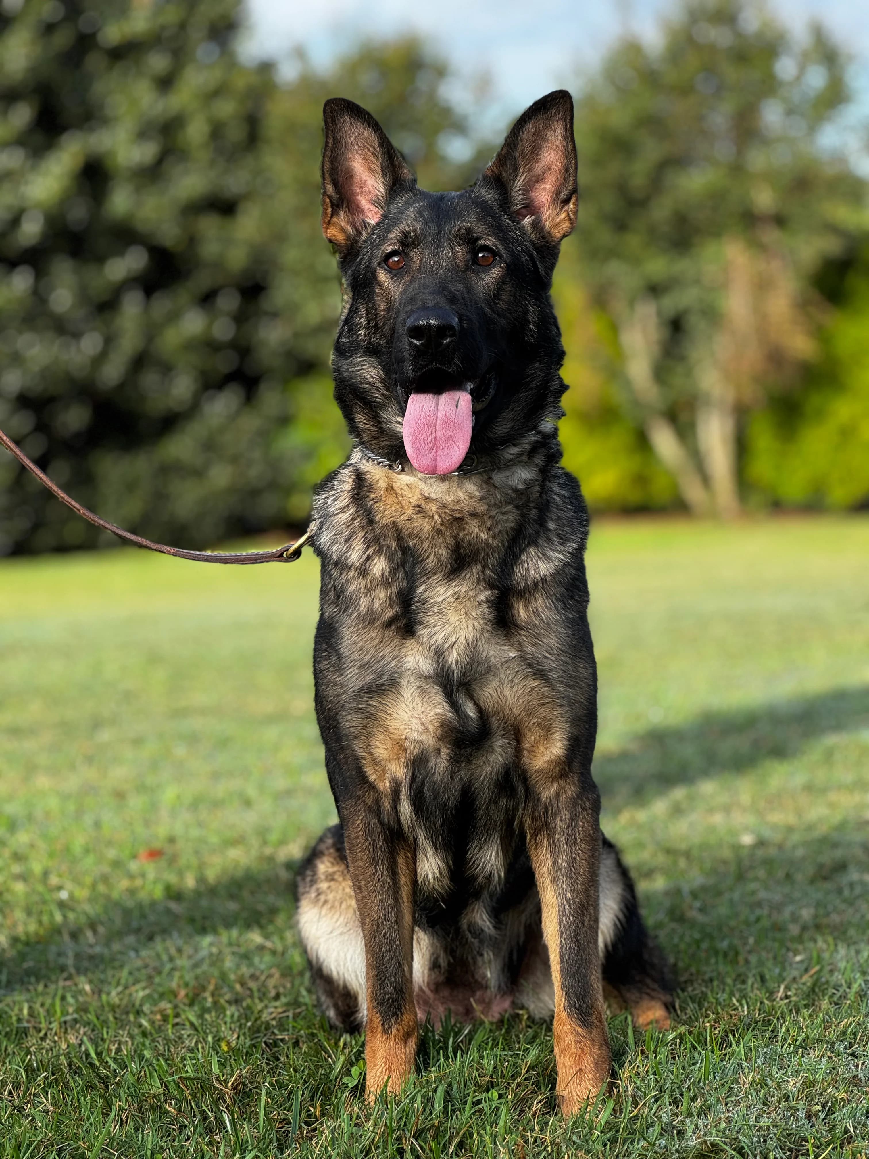 German Shepherd Protection Dog
